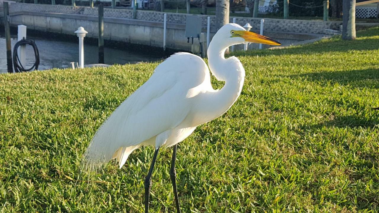 Siesta Key Condo - On The Water ! Extérieur photo